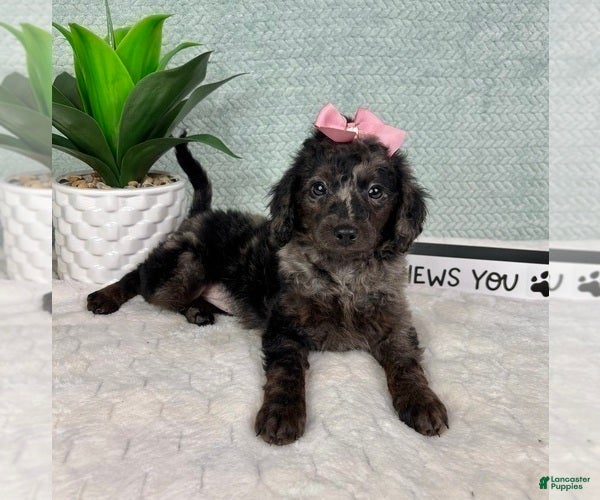 Aussiedoodle dogs Marcia - Ad 15