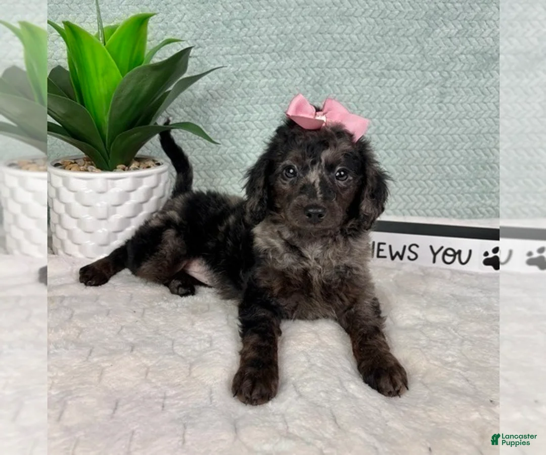 Aussiedoodle dogs for sale: Marcia - Ad 1