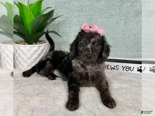 Aussiedoodle dogs Marcia - Ad 20