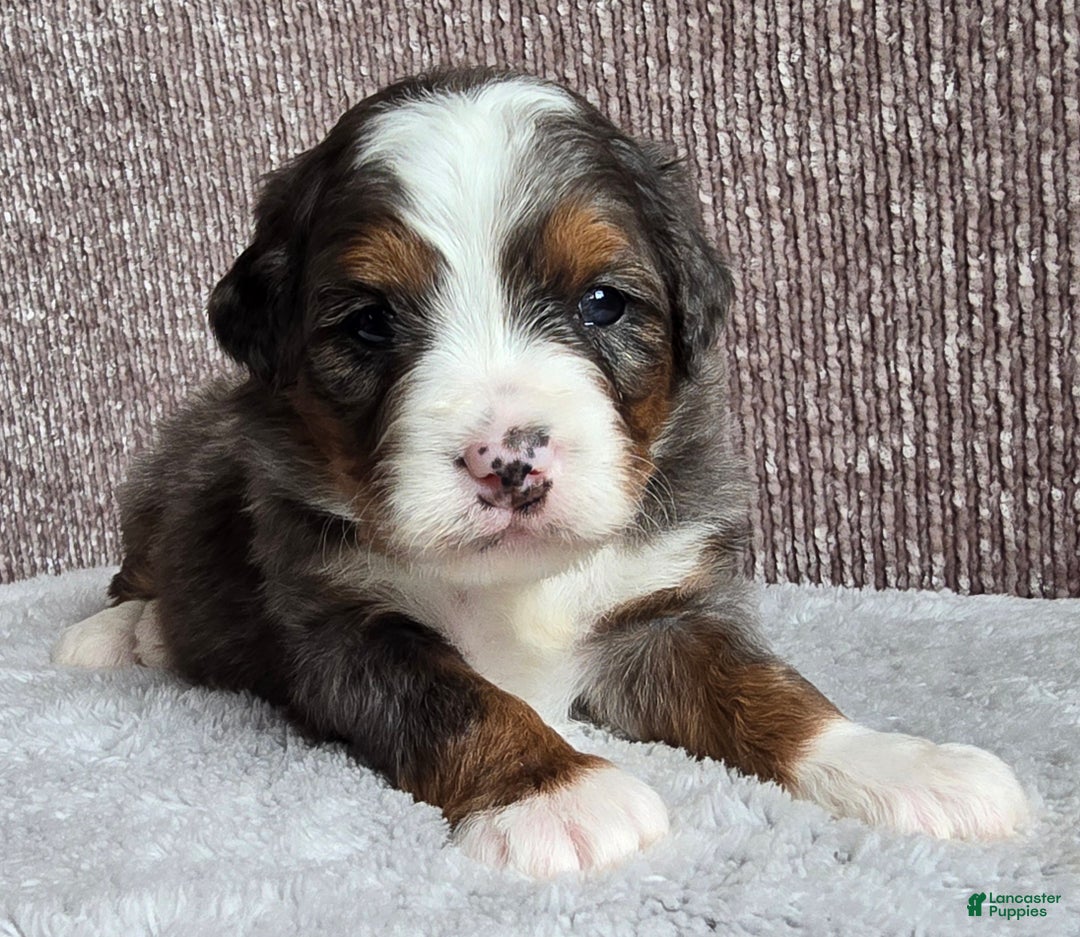 Mini Bernedoodle dogs for sale: Mini Sophie - Ad 6