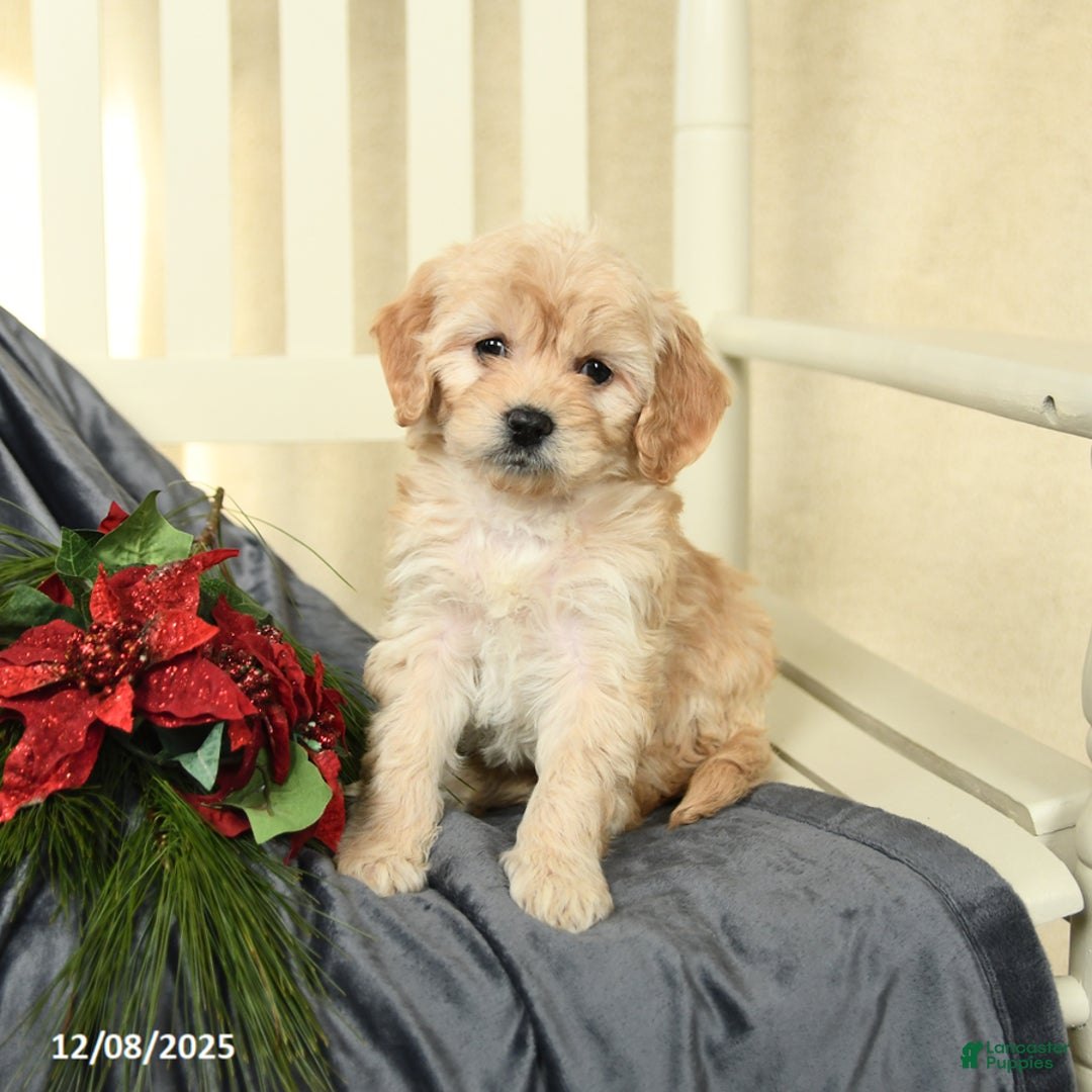 Cavapoo dogs for sale: Lexi  - Ad 1