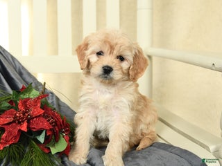 Cavapoo dogs for sale: Lexi - Ad 3
