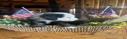 Sheepadoodle dogs for sale: Eleanor - Ad 5
