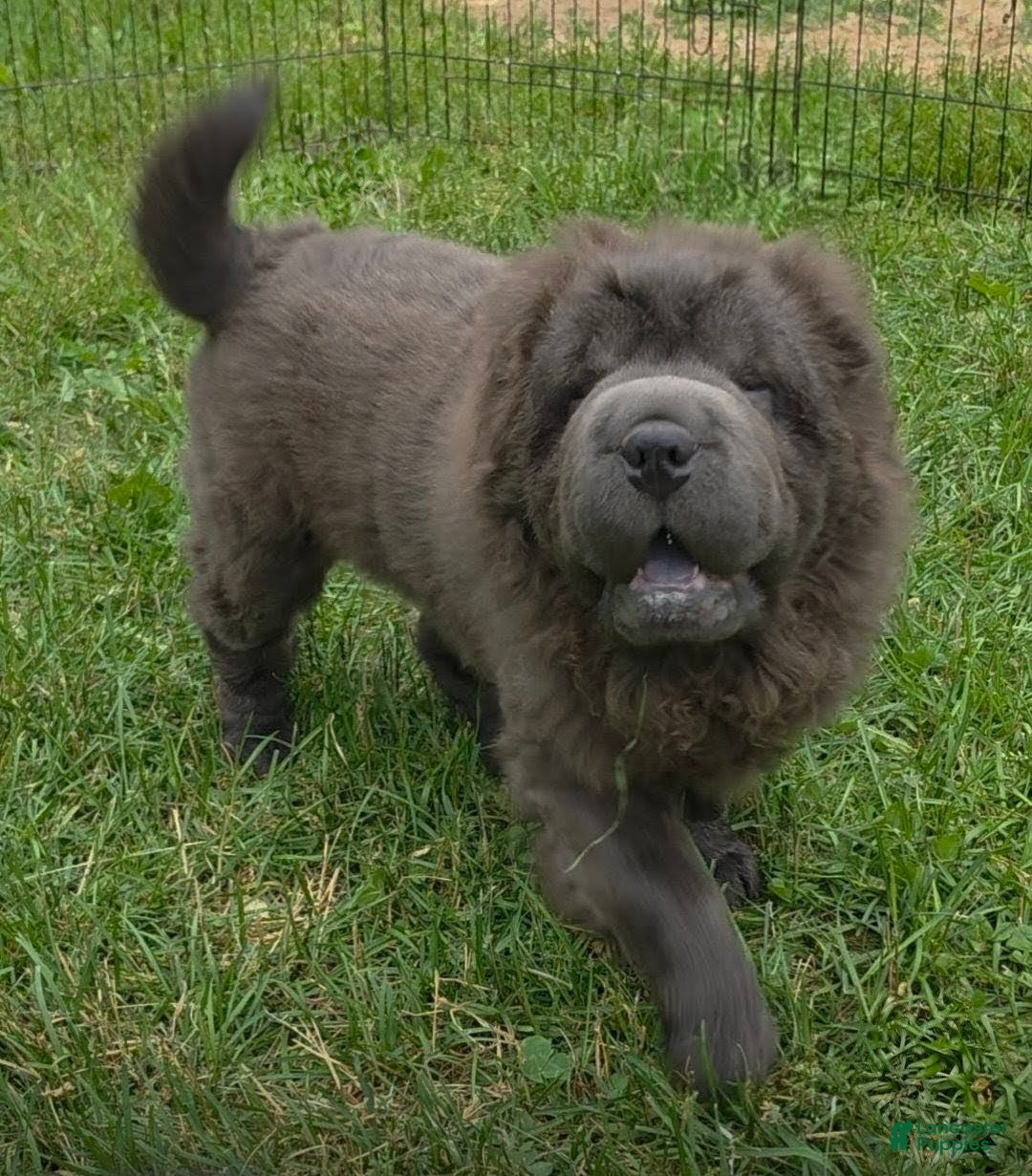 Shar Pei dogs Blue bear mini - Ad 2