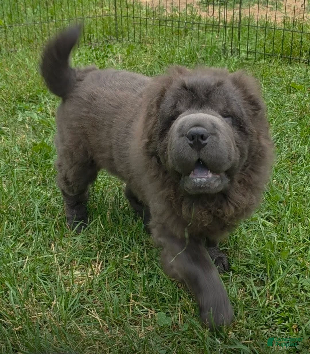 Shar Pei dogs for sale: Blue bear mini - Ad 2