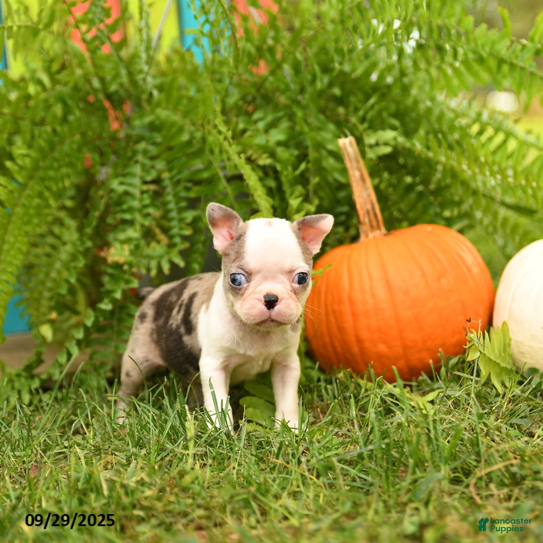 Boston Terrier dogs for sale: Kenzie - Ad 12