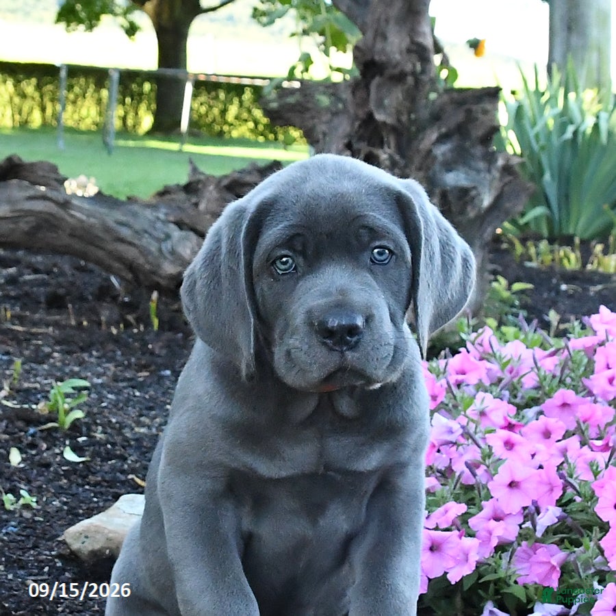 Cane Corso dogs Anvil - Ad 2