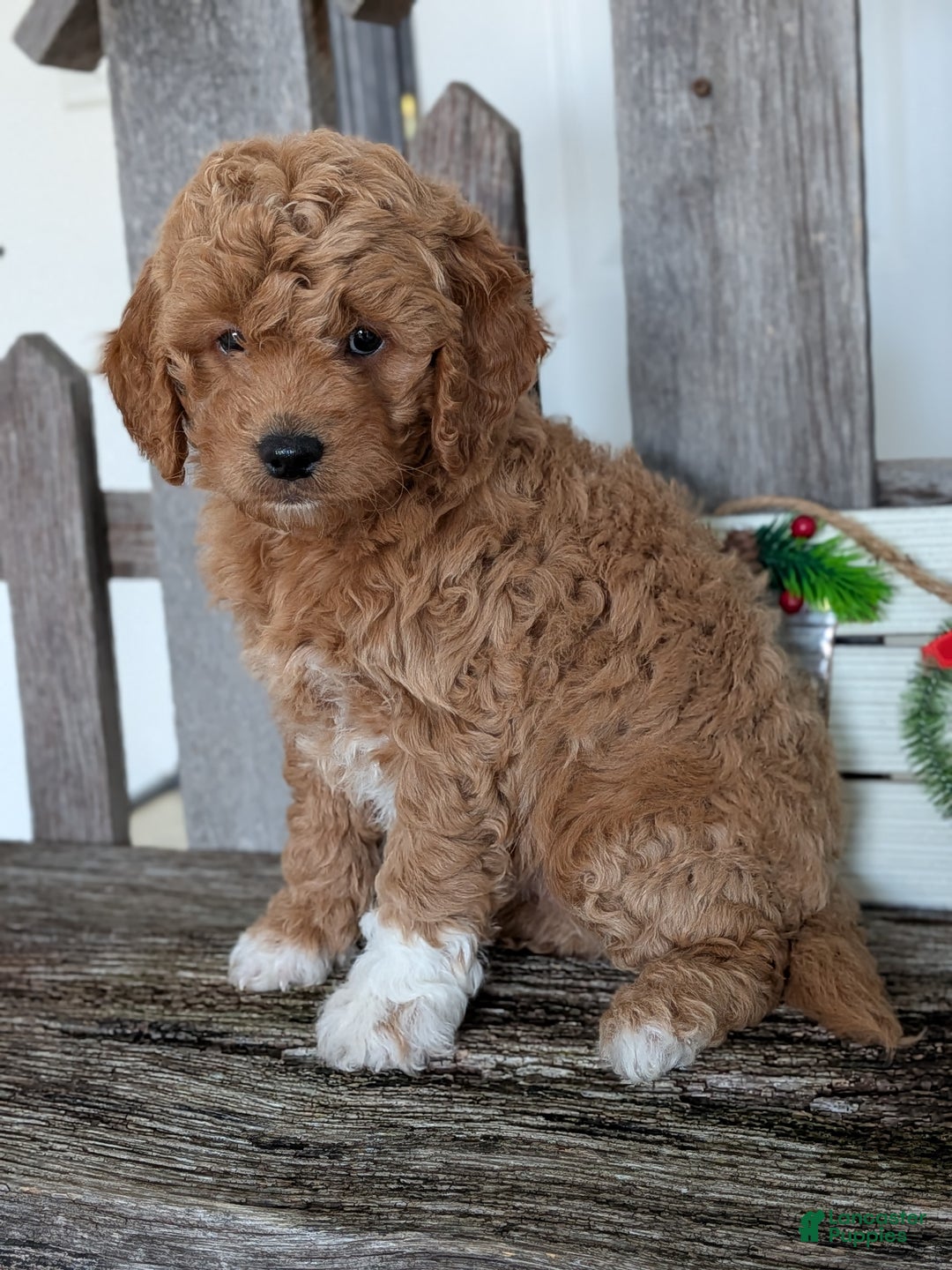 Goldendoodle dogs for sale: Goldie  - Ad 5
