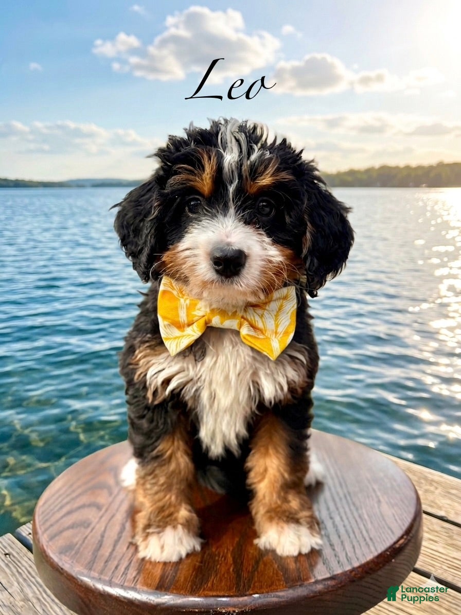 Mini Bernedoodle dogs 🙋‍♂️ Leo - Ad 1