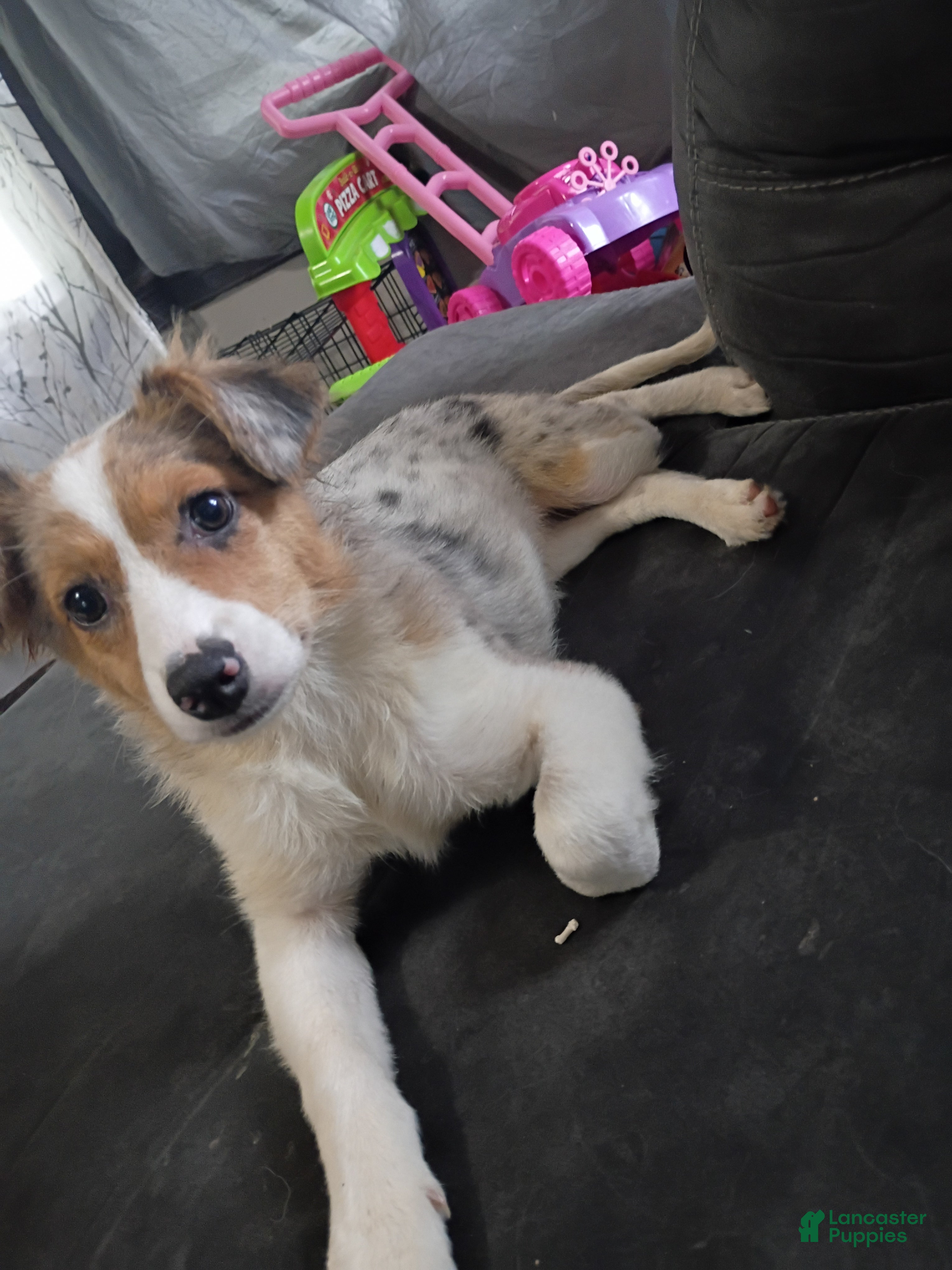 Mixed Breed dogs Cupcake - Ad 4