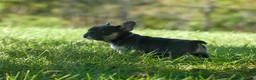 Mixed Breed dogs for sale: Pansy  - Ad 6