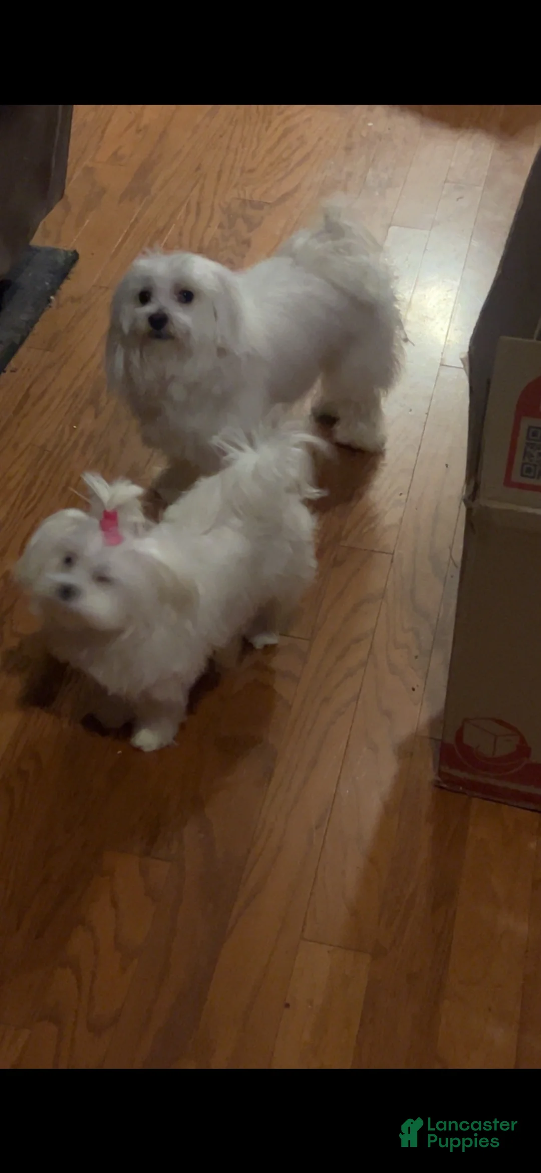 Maltese dogs for sale: Maltese 1 - Ad 10