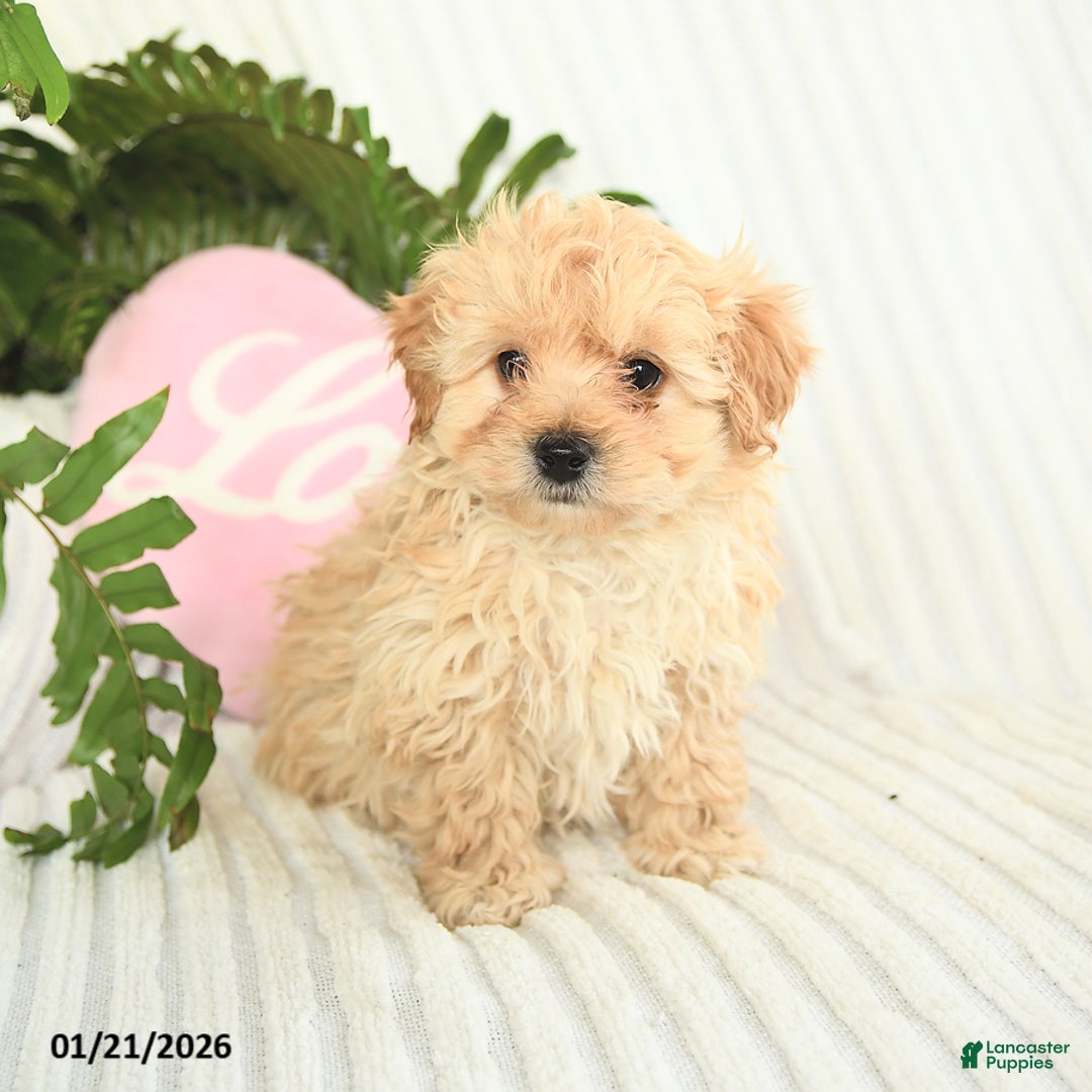 Mixed Breed dogs for sale: Leo - Ad 2