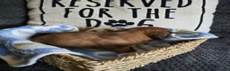 Miniature Dachshund dogs for sale: Deuce - Ad 7