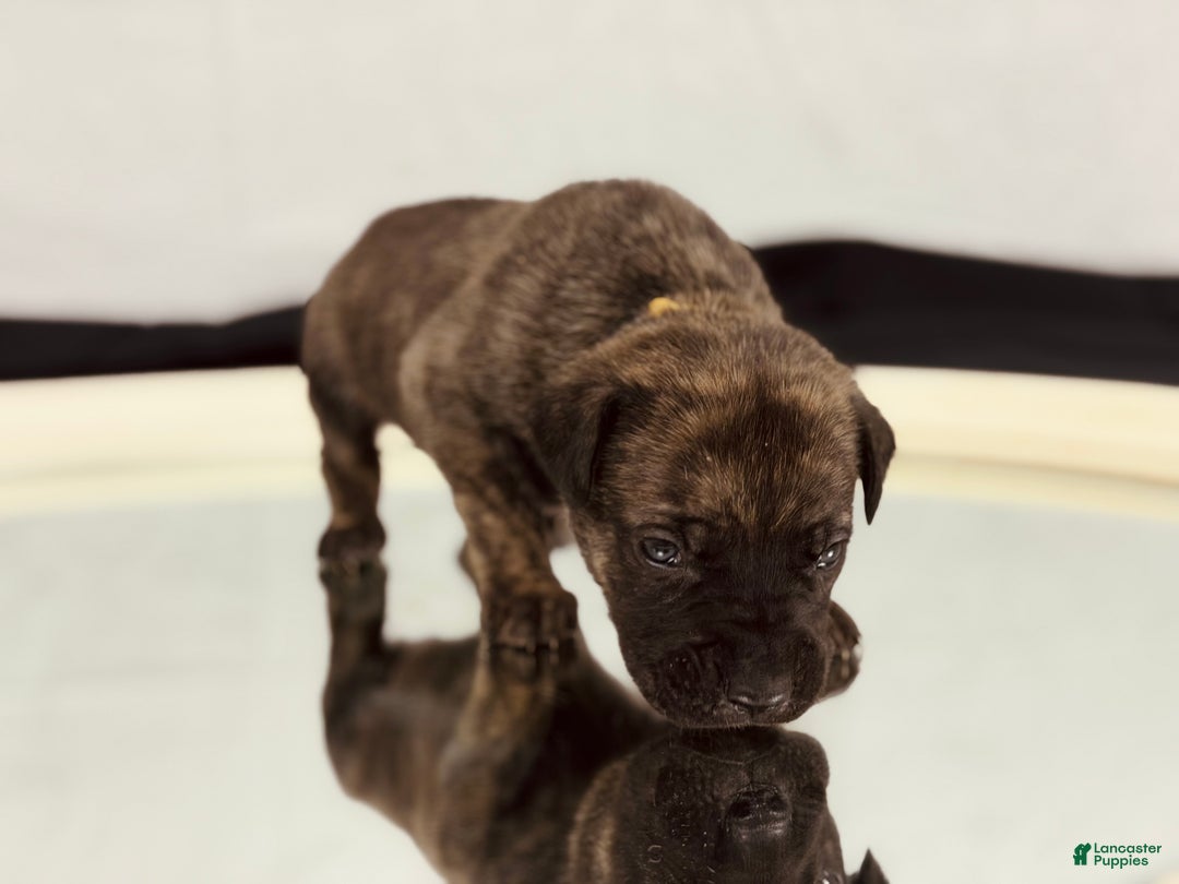 Cane Corso dogs for sale: Hera  - Ad 2