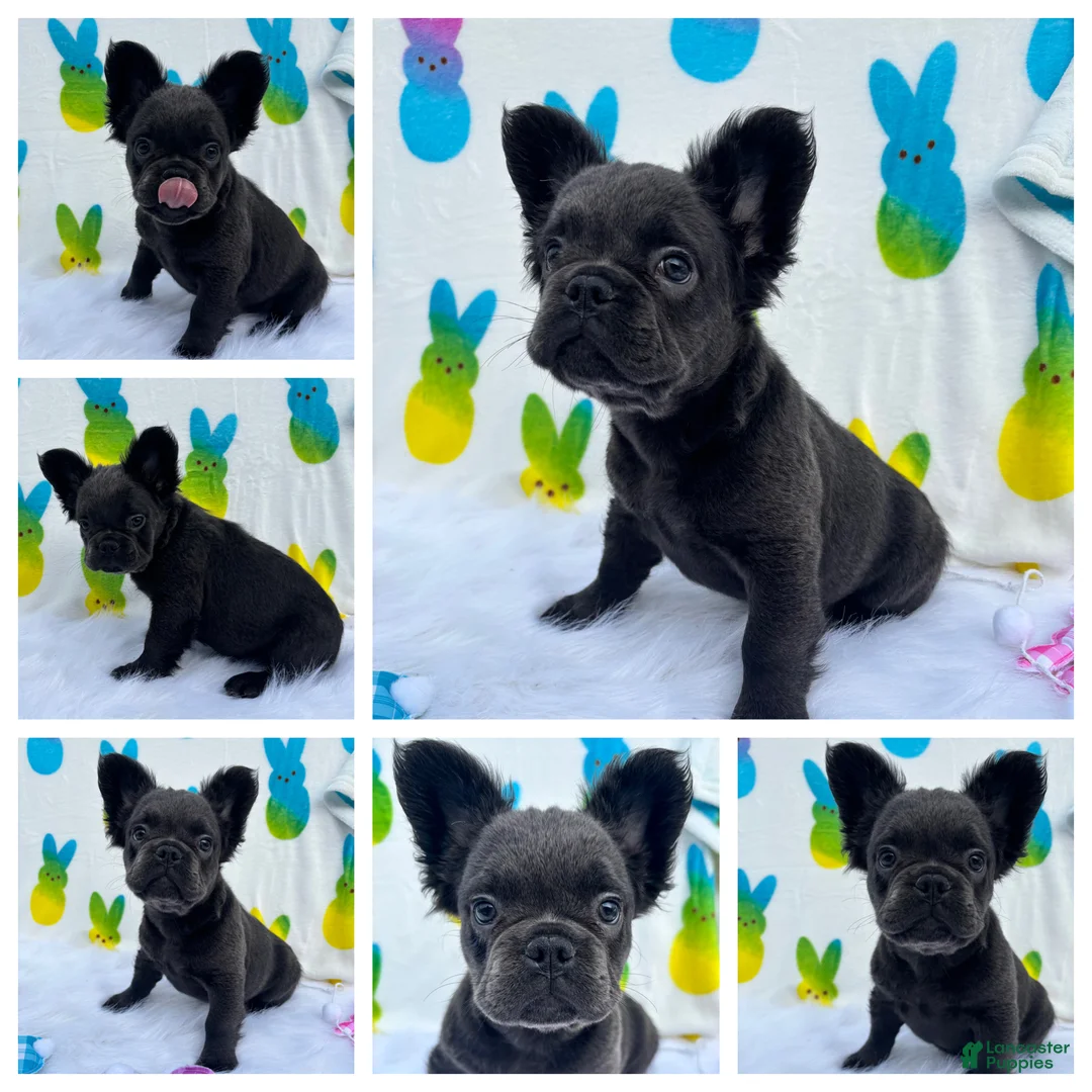 French Bulldog dogs for sale: Blu girl  - Ad 1