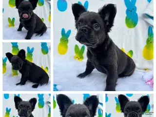 French Bulldog dogs Blu girl - Ad 17