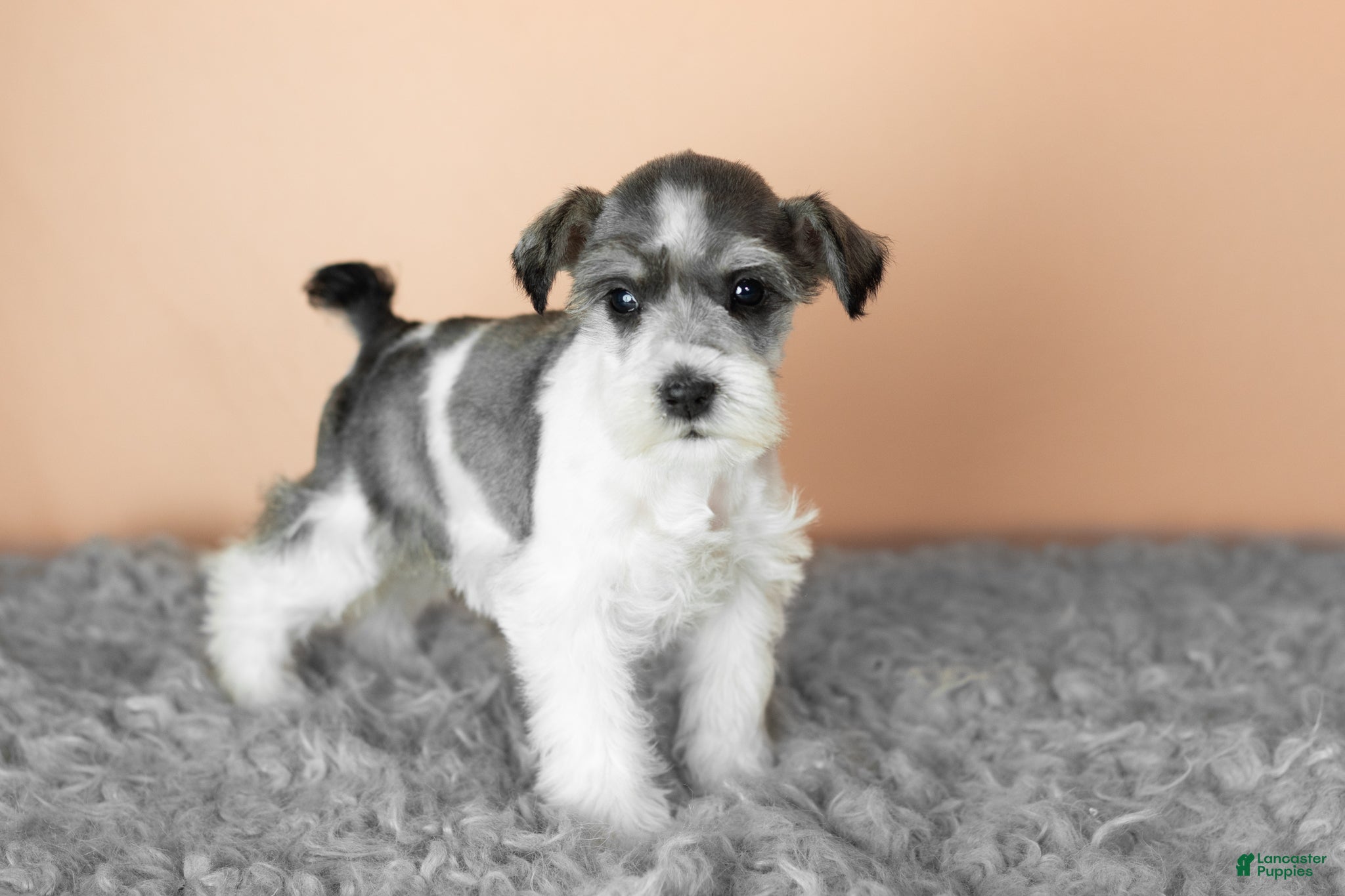 Miniature Schnauzer dogs Sophia  - Ad 27