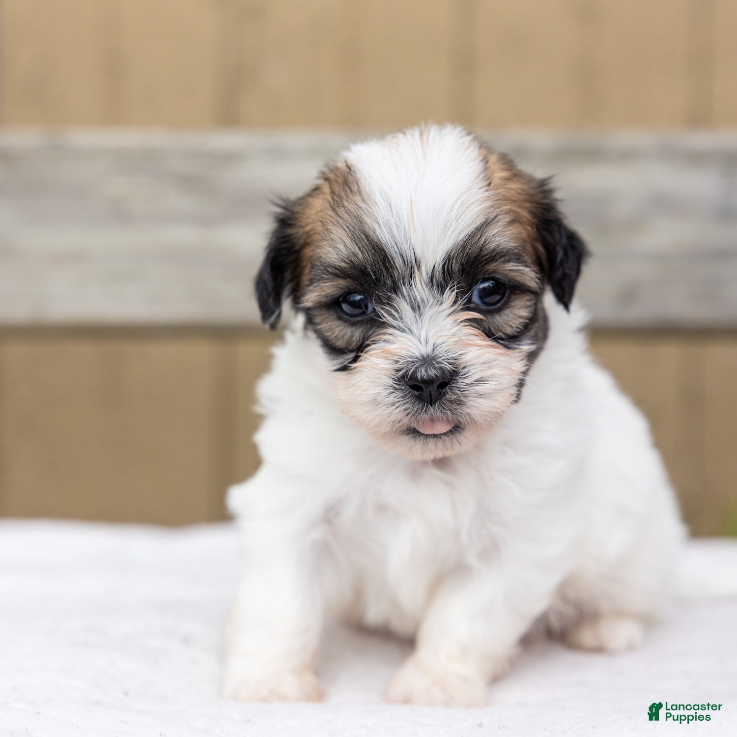 Teddy Bear dogs Birch - Ad 1