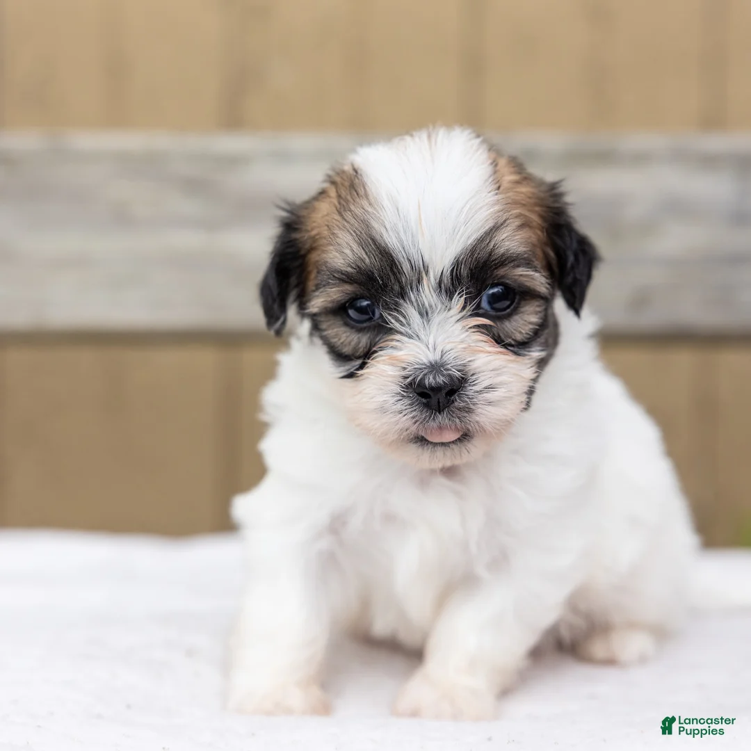 Teddy Bear dogs for sale: Birch - Ad 1