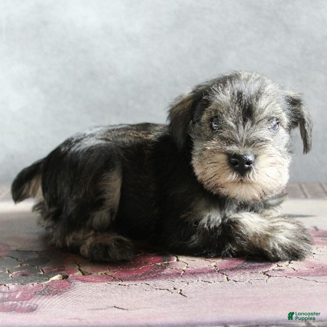 Miniature Schnauzer dogs for sale: Teddy - Ad 1