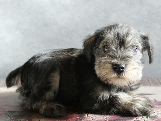 Miniature Schnauzer dogs Teddy - Ad 13