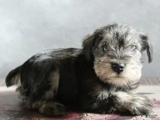 Miniature Schnauzer dogs Teddy - Ad 28