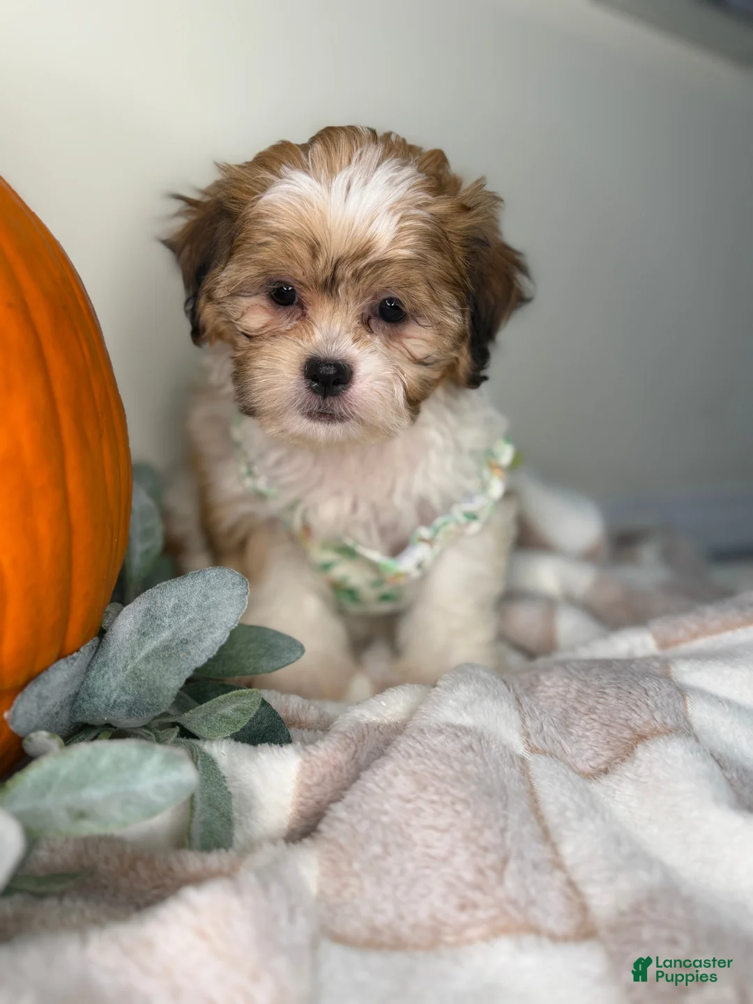 Maltipoo dogs for sale: Clover - Ad 1