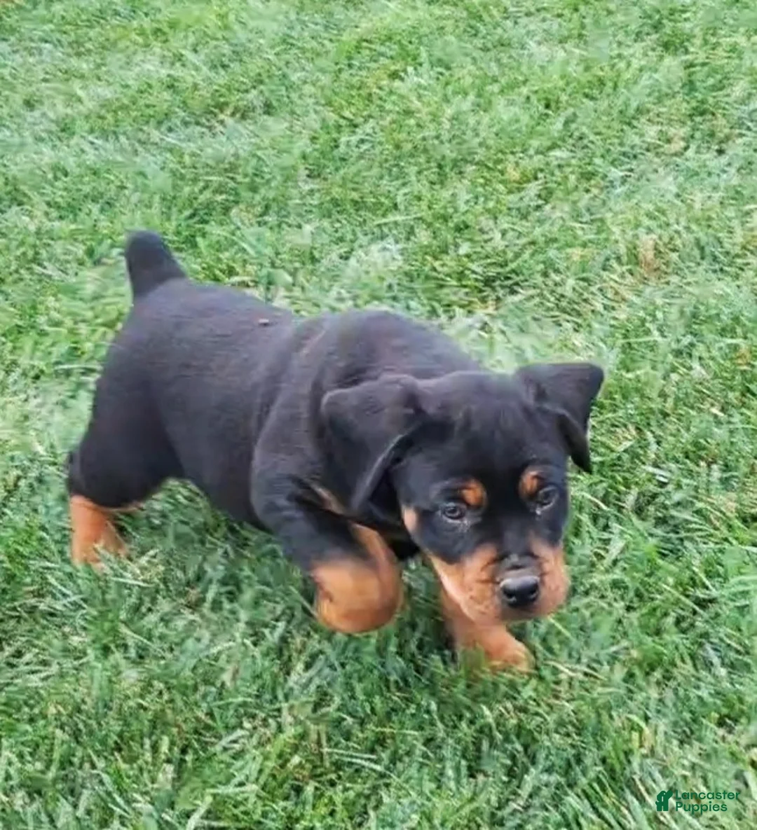 Mixed Breed dogs for sale: Jane - Ad 2