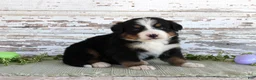 Bernese Mountain Dog dogs for sale: Macy - Ad 1