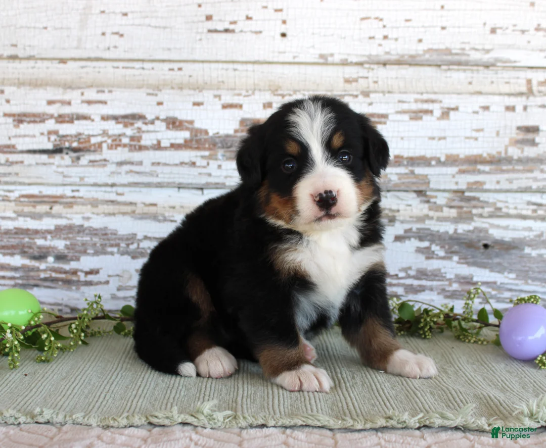 Bernese Mountain Dog dogs for sale: Macy - Ad 1
