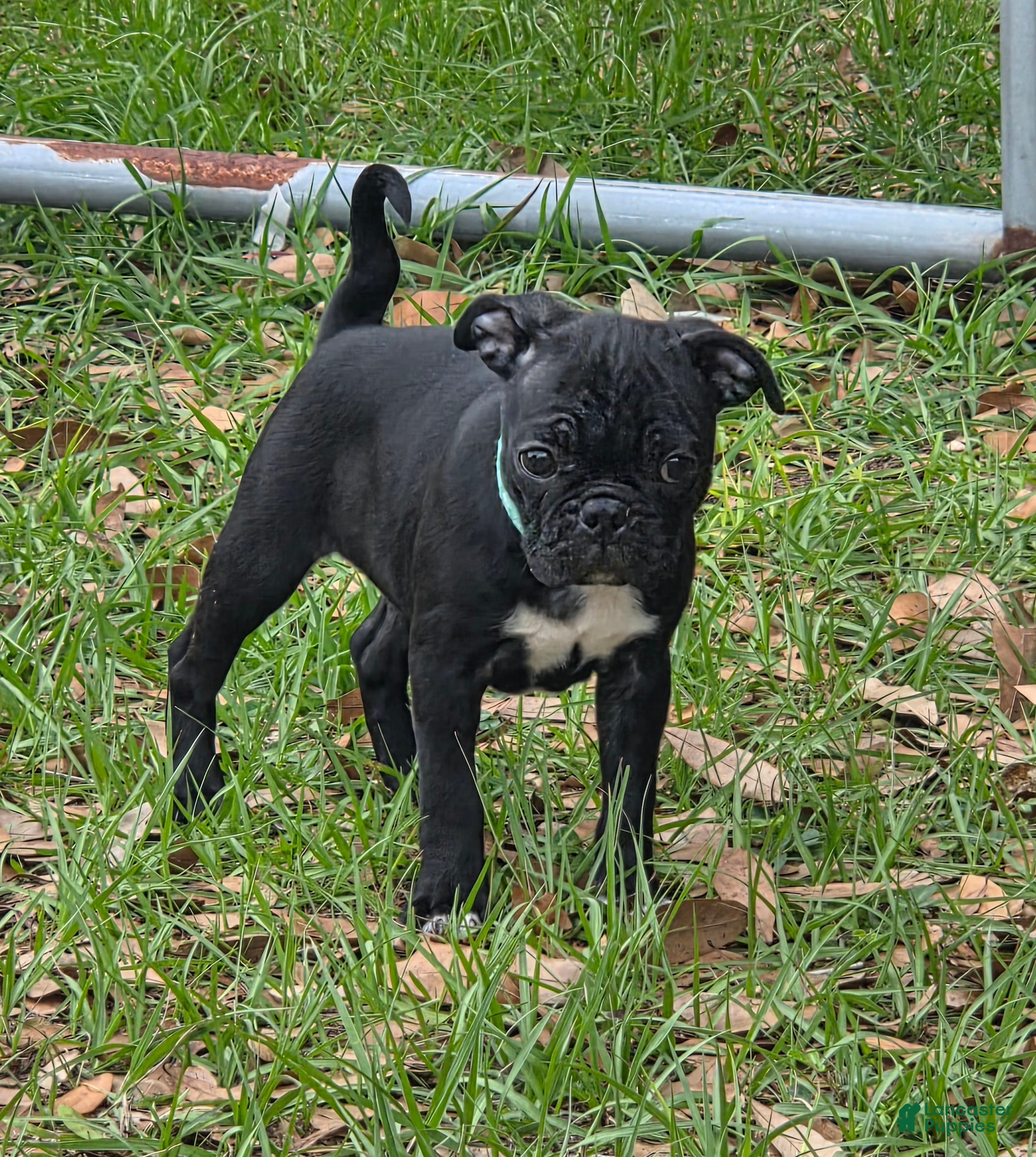 Mixed Breed dogs Lacey - Ad 2