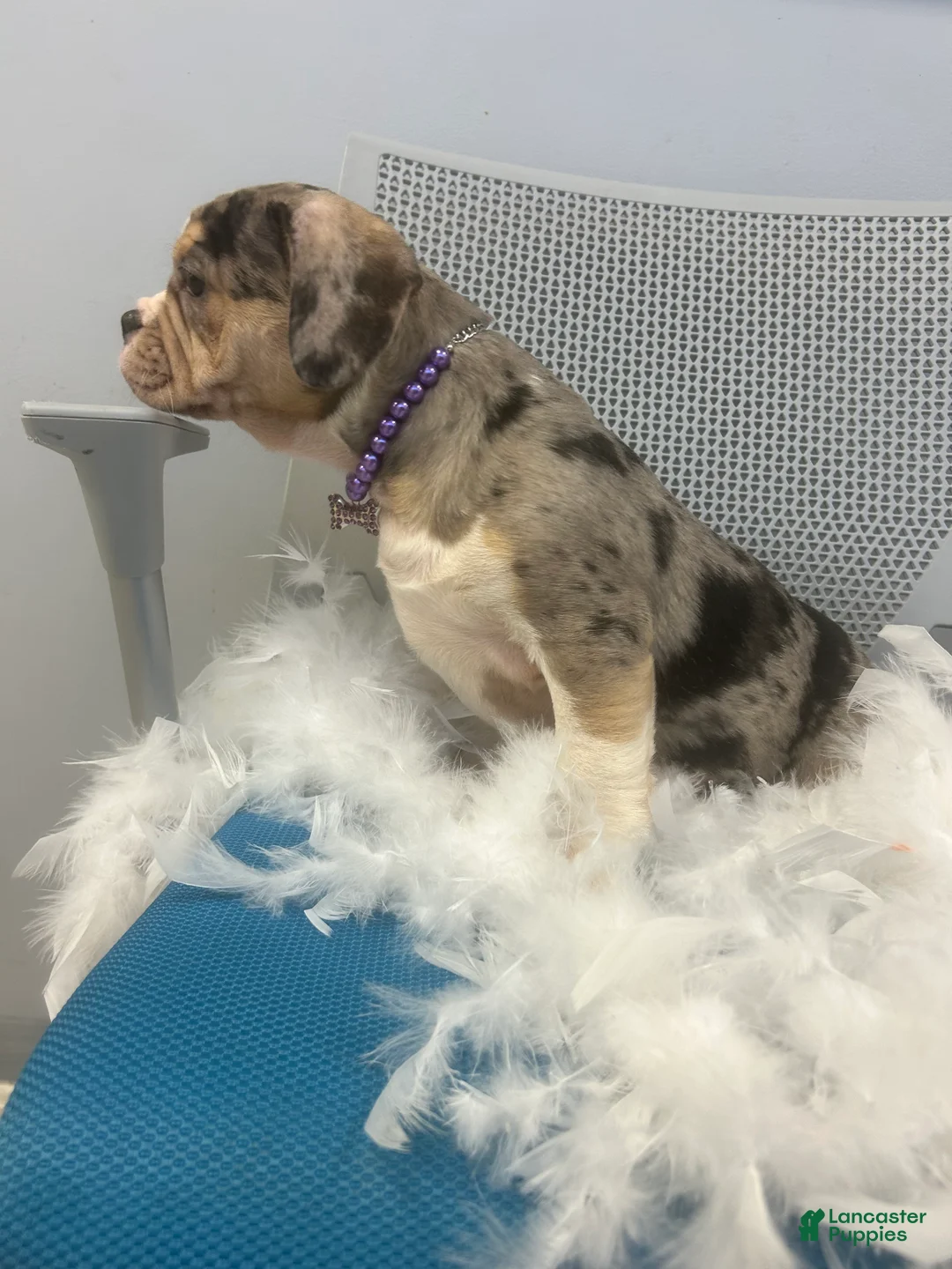 Mixed Breed dogs for sale: Mixed Breed Puppy 3 - Ad 4