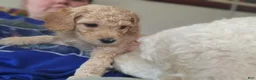 Goldendoodle dogs for sale: Goldendoodle Puppy white girl  - Ad 5