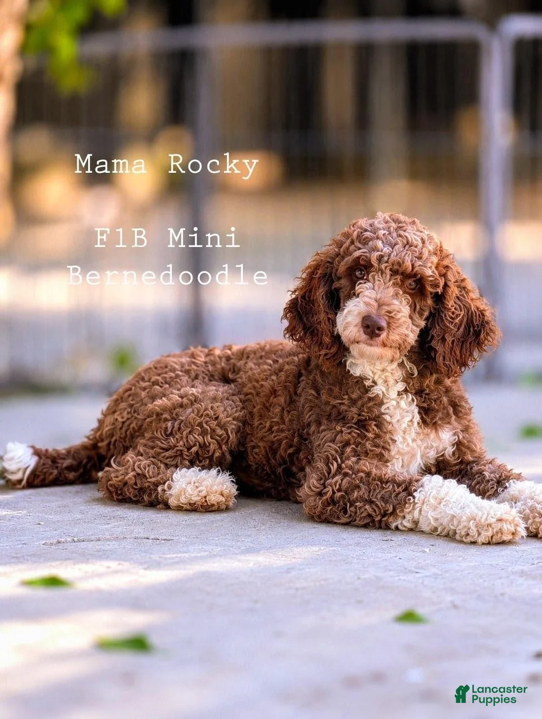 Mini Bernedoodle dogs for sale: FRANKENSTEIN - Ad 5
