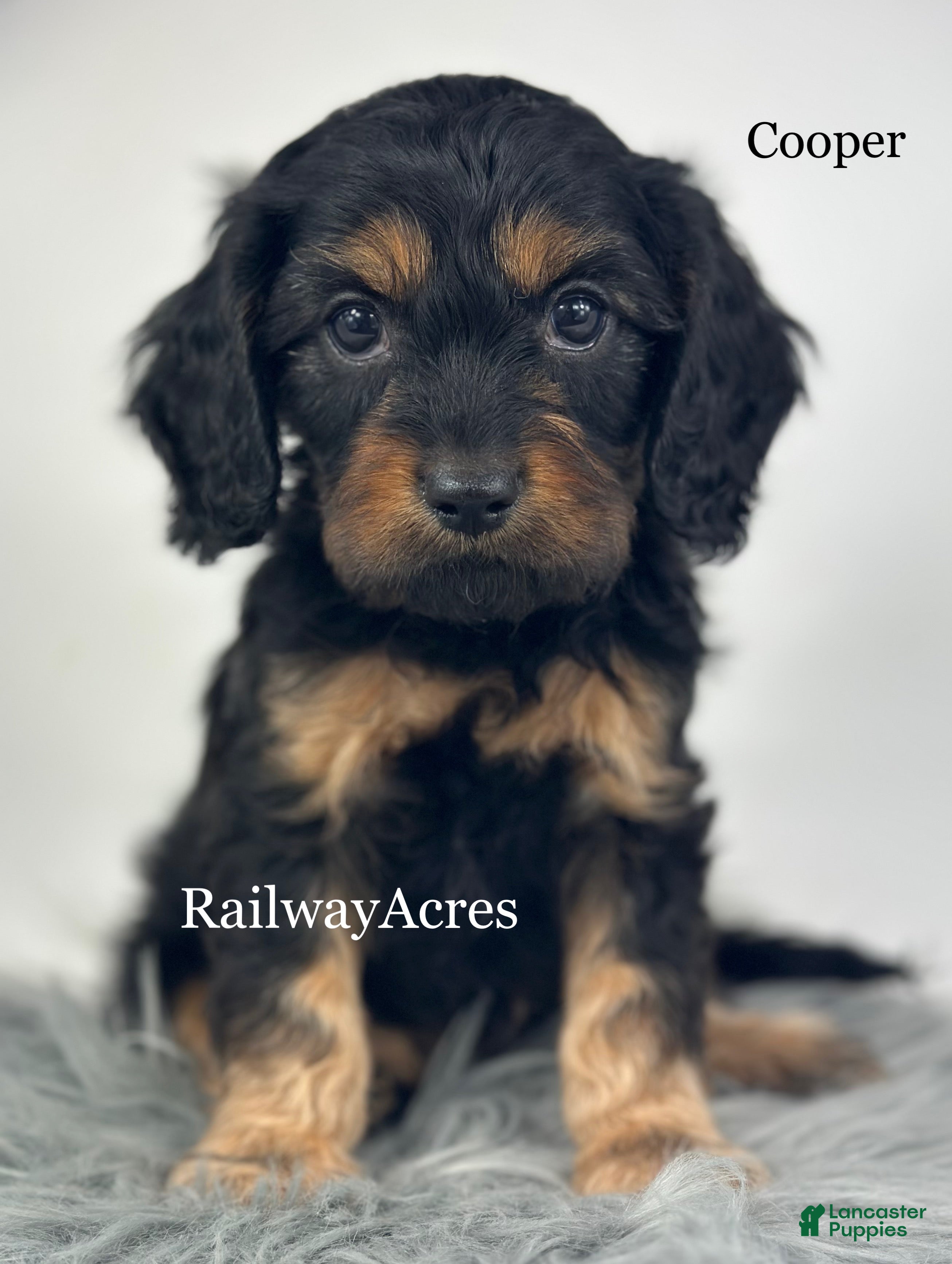 Cavapoo dogs for sale: Cooper - Ad 1