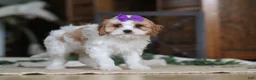Cavapoo dogs for sale: Sasha - Ad 6