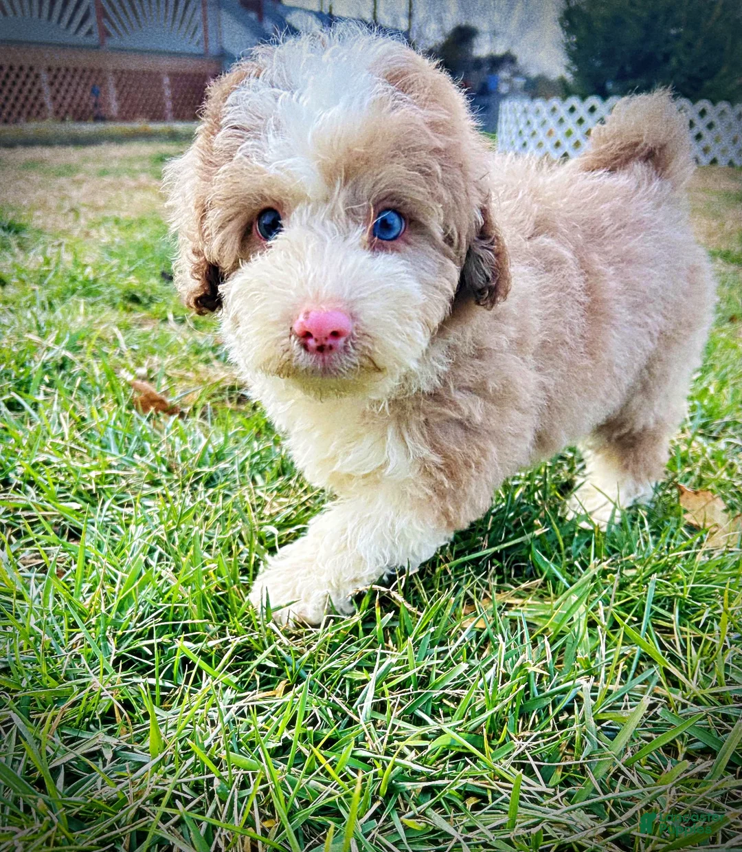 Havapoo dogs for sale: Webster - Ad 4