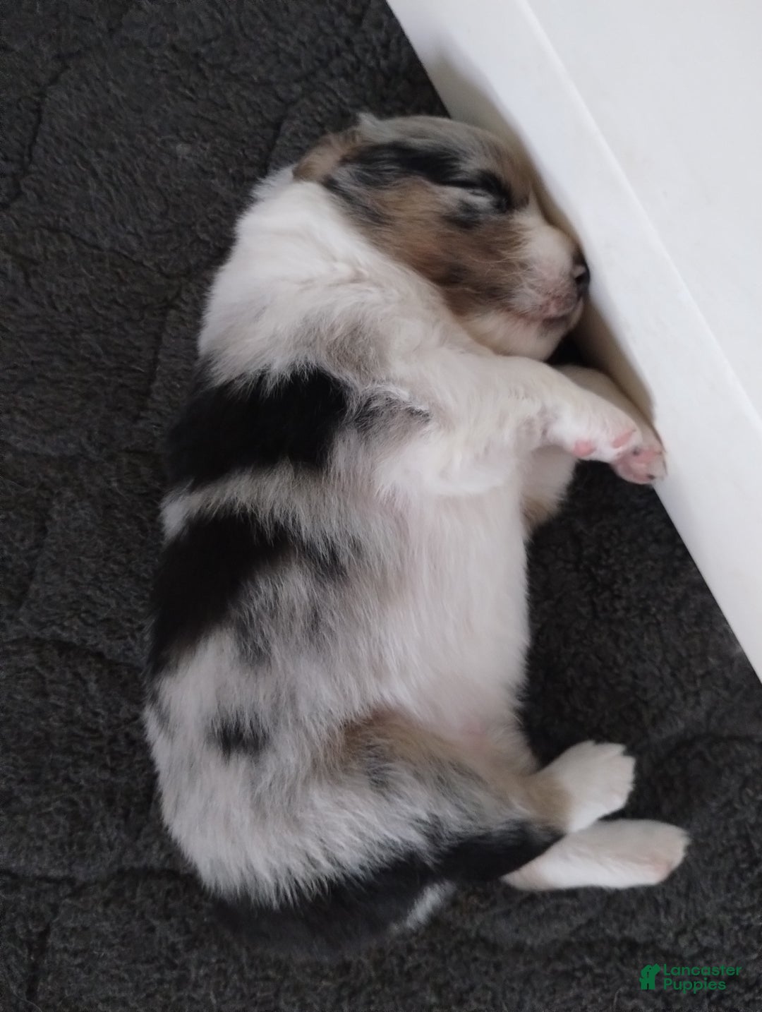 Miniature Australian Shepherd dogs for sale: Nickel - Ad 11