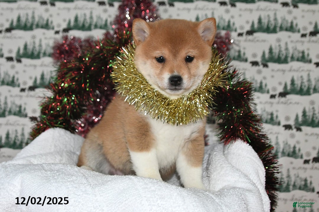 Shiba Inu dogs for sale: Megan - Ad 5