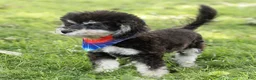 Maltipoo dogs for sale: Woody Maltipoo  - Ad 4