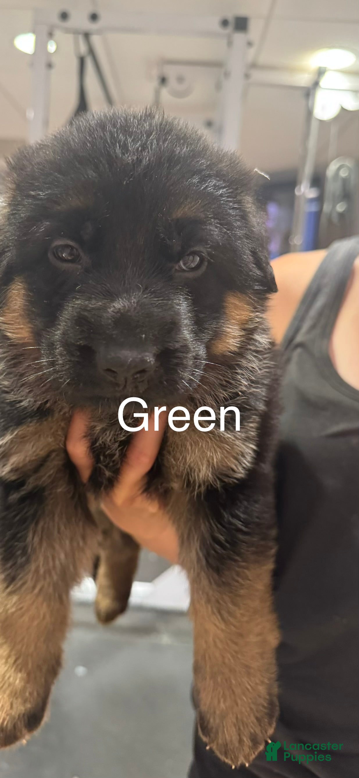 German Shepherd dogs Green - Ad 1