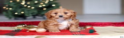 Cavapoo dogs for sale: Ollie - Ad 6