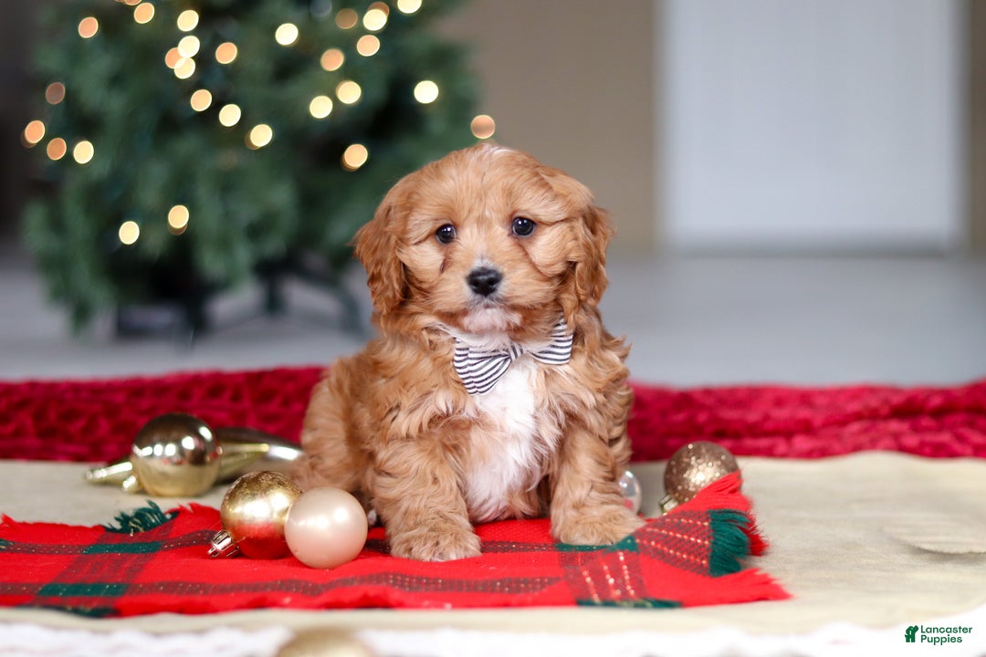 Cavapoo dogs for sale: Ollie - Ad 6