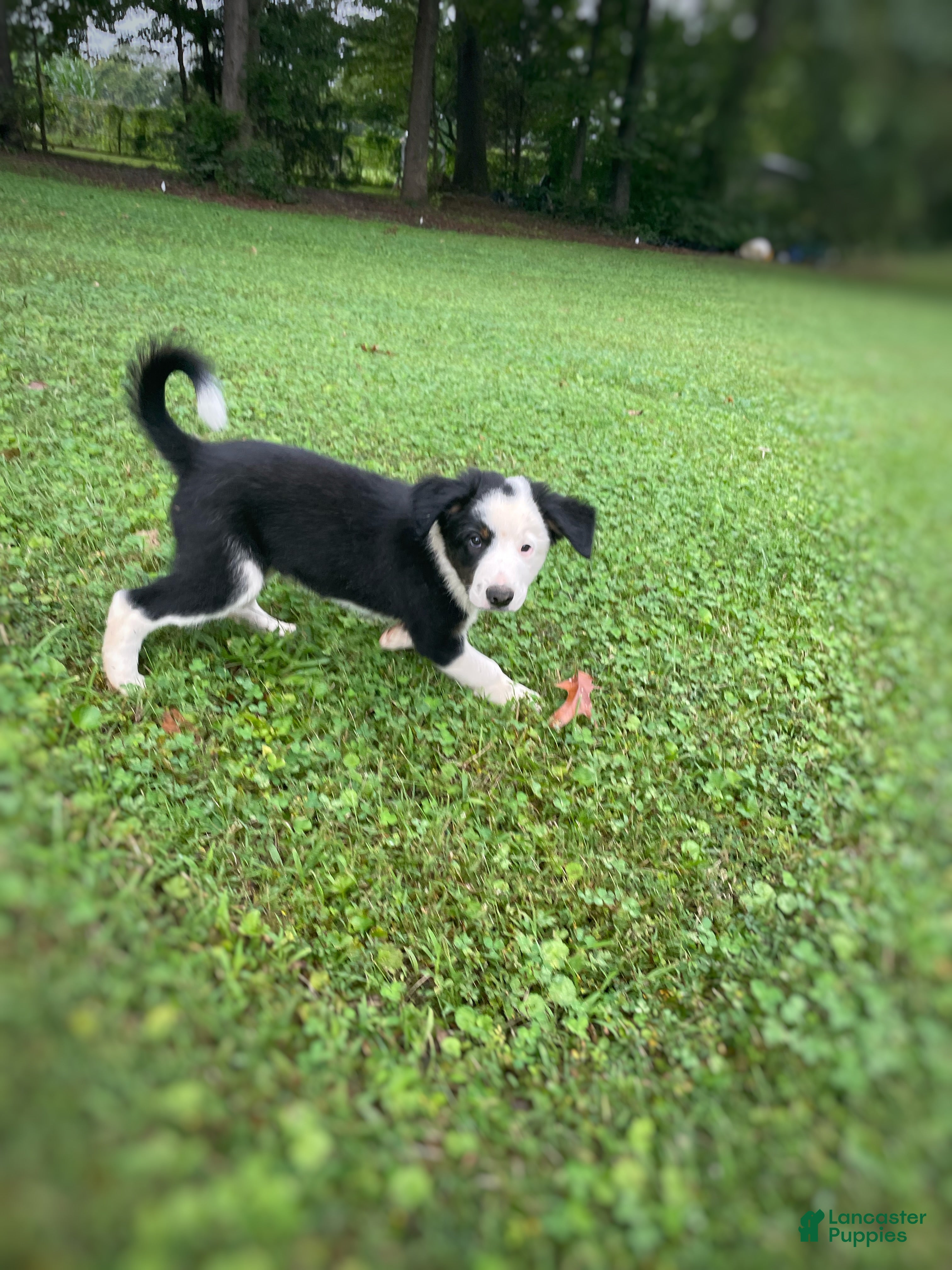 Mixed Breed dogs Louie - Ad 2