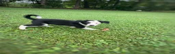 Mixed Breed dogs for sale: Louie - Ad 2