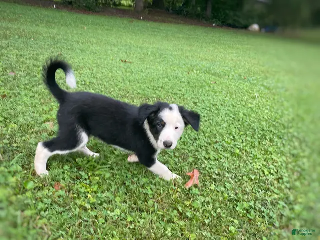 Mixed Breed dogs Louie - Ad 2