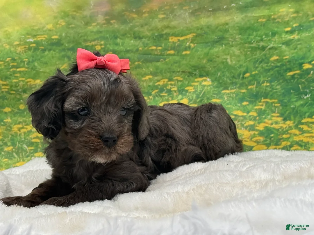 Cavapoo dogs for sale: Belle - Ad 1