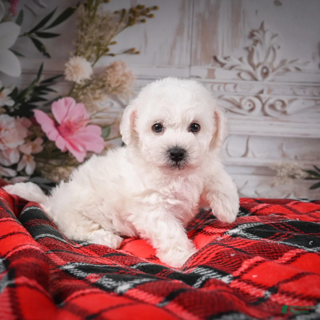 Bichon Frise dogs for sale: AKC-Rolo - Ad 4