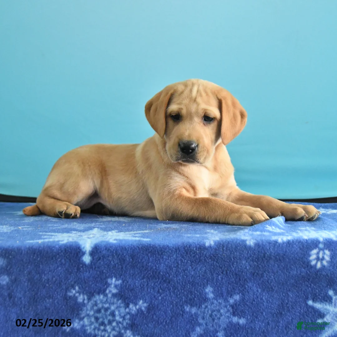 Labrador Retriever dogs for sale: Glory - Ad 1